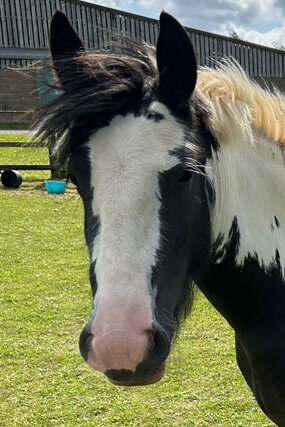 Headshot of Calderberry Sparke - white horse with head collar on