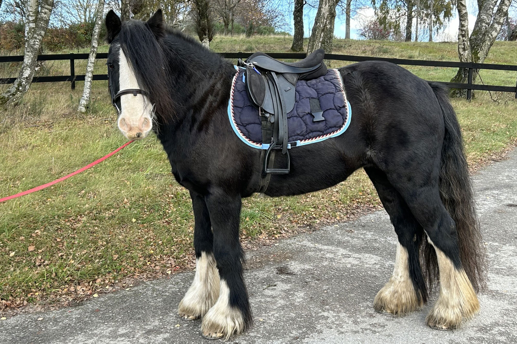 Additional image of Black Beauty (Betsy)