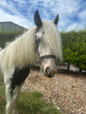 Headshot of Parmesan