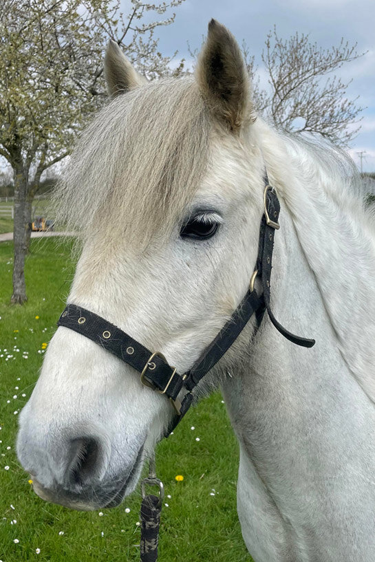Headshot of Merlot