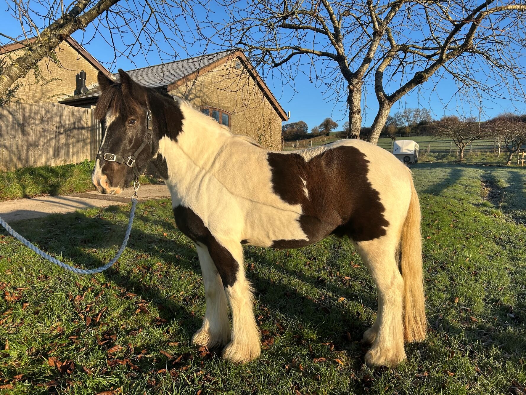 Additional image of Alvin