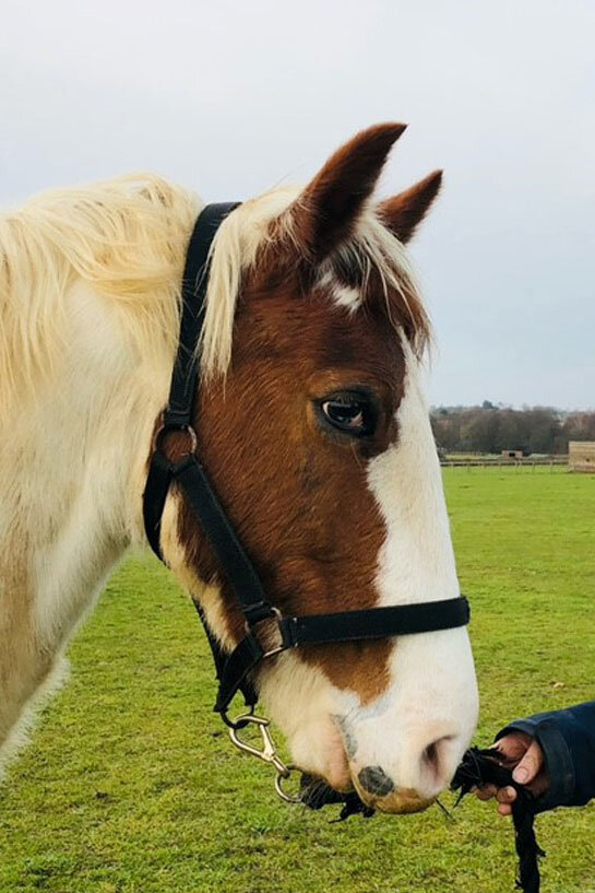 Headshot of Calderberry Sparke - white horse with head collar on