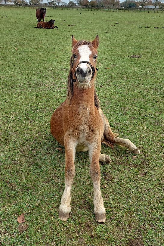 Additional image of Pretzel