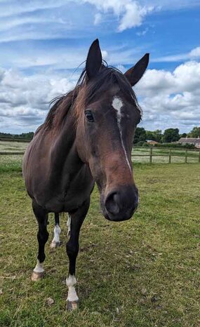 Headshot of Calderberry Sparke - white horse with head collar on