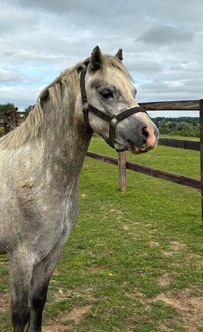 Headshot of Calderberry Sparke - white horse with head collar on