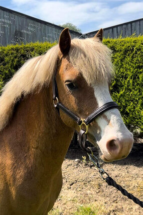 Headshot of Calderberry Sparke - white horse with head collar on