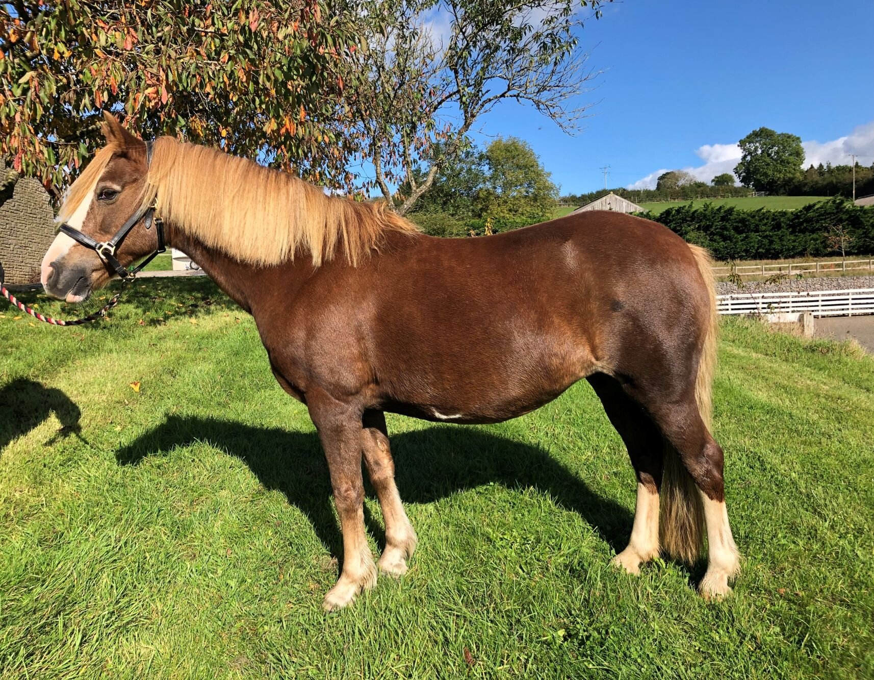 Additional image of Honey