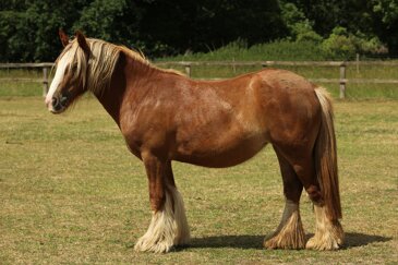 Horse of the week - Maeve