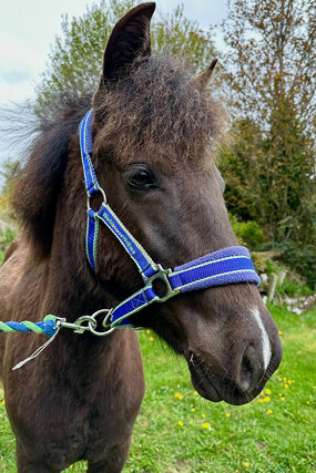 Headshot of Calderberry Sparke - white horse with head collar on