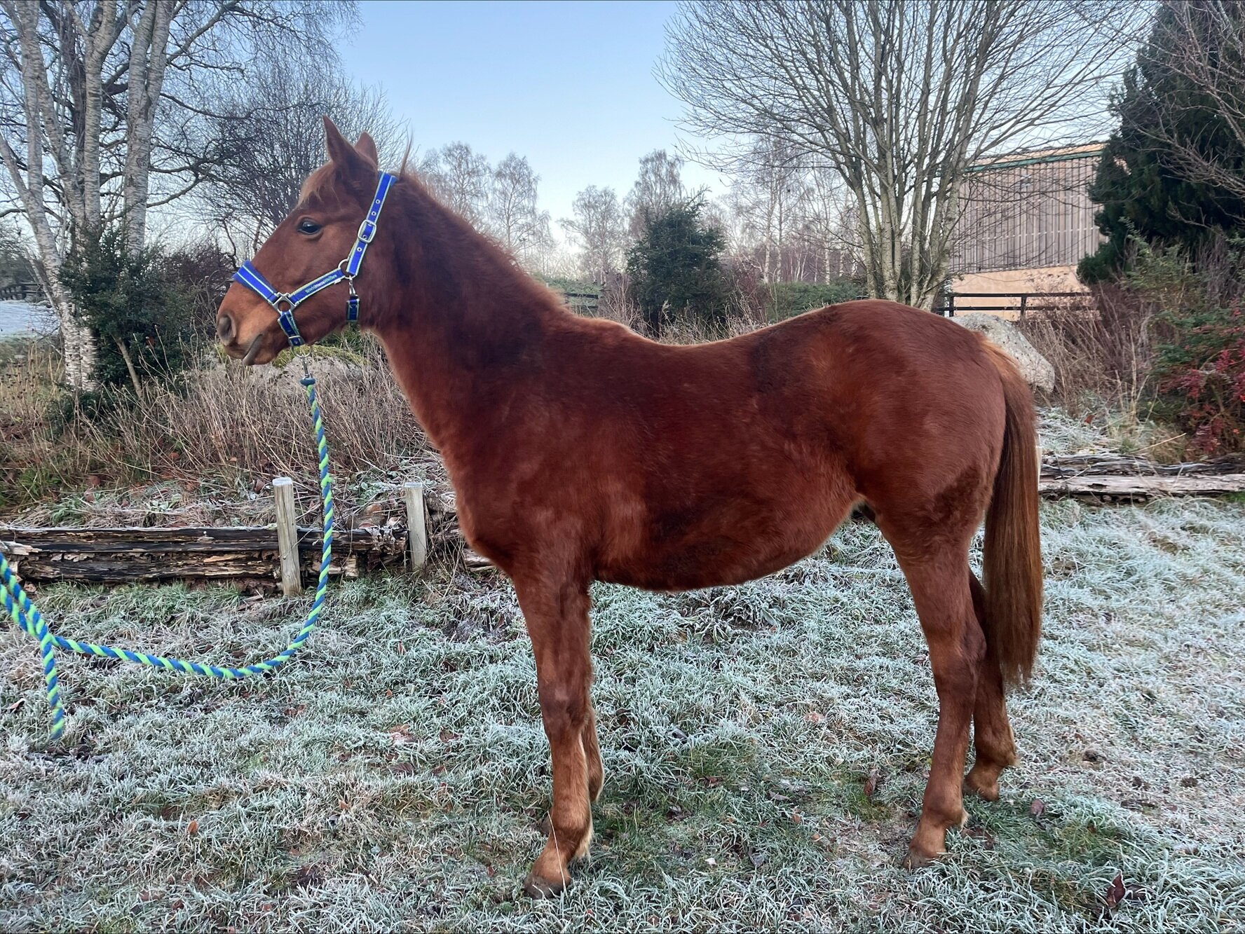 photo of Cinnamon (Scarlett)