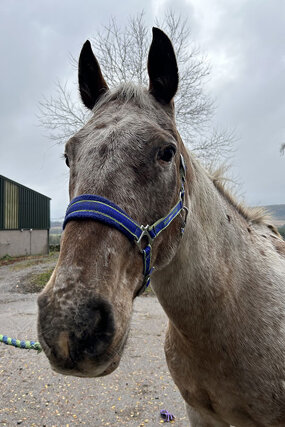 Headshot of Calderberry Sparke - white horse with head collar on