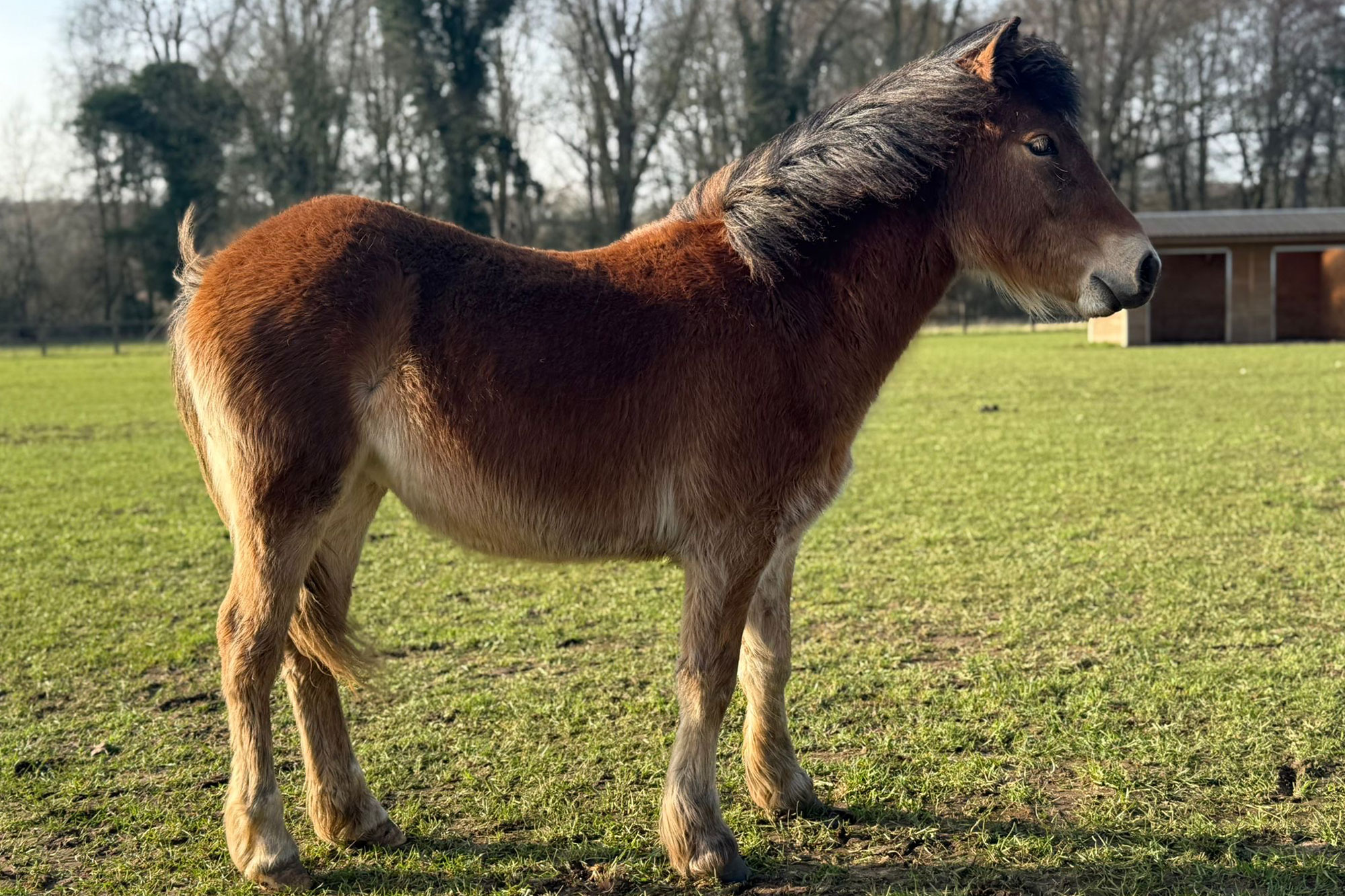 photo of Almond