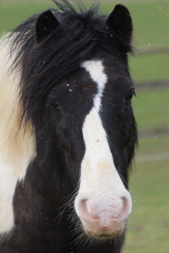 Headshot of The Minstral