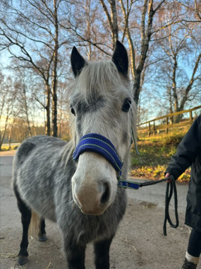 Headshot of Stuart Little (Louie)