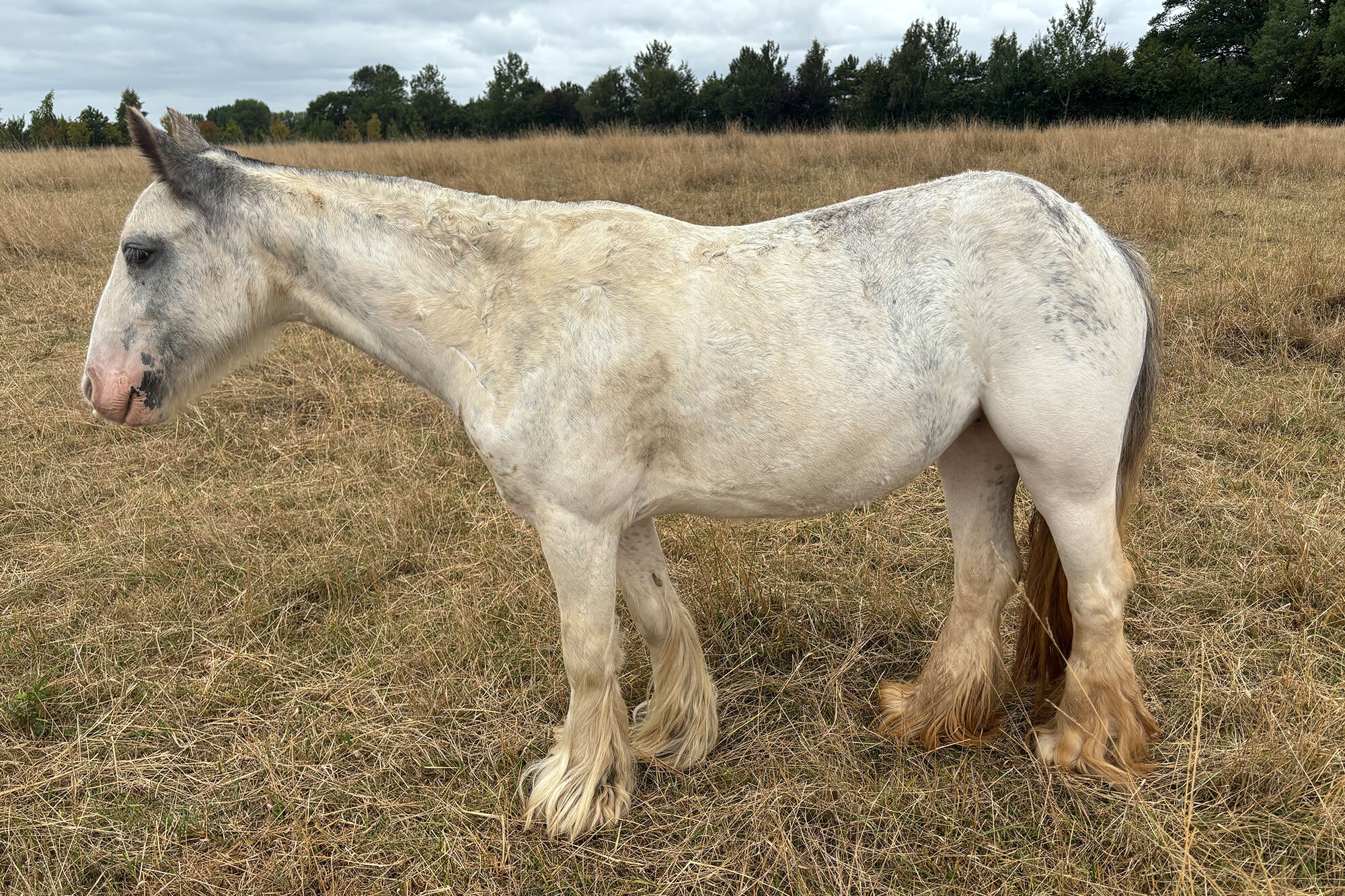 photo of Amica