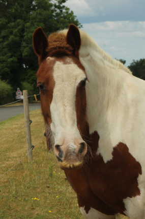 Headshot of Choc