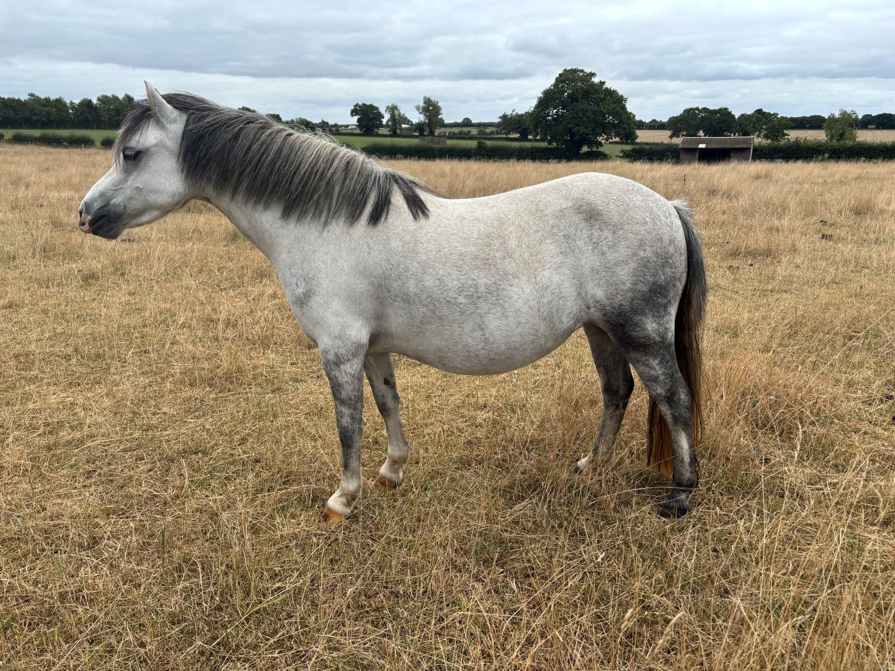 Additional image of Tinsel