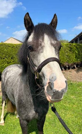 Headshot of Calderberry Sparke - white horse with head collar on