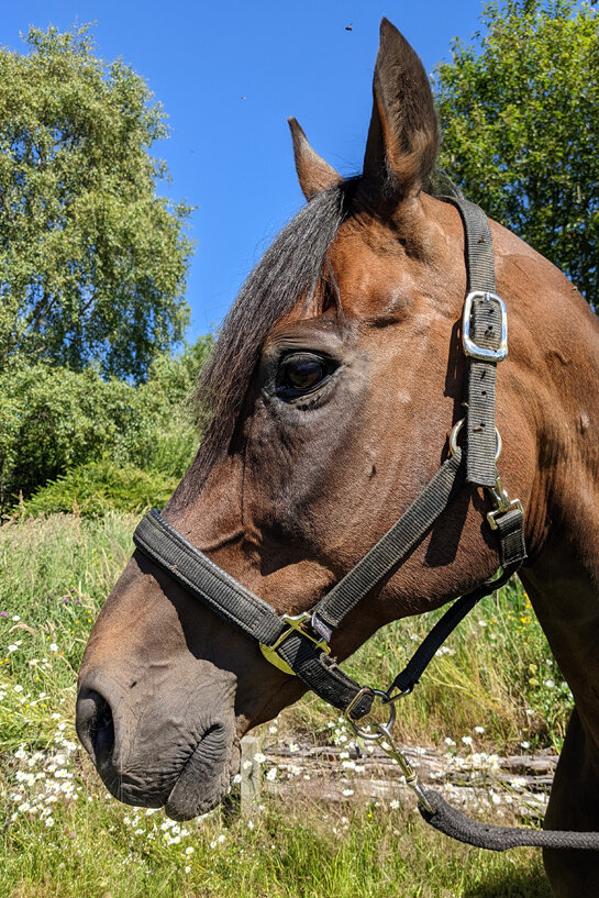 Headshot of Innominate (William)