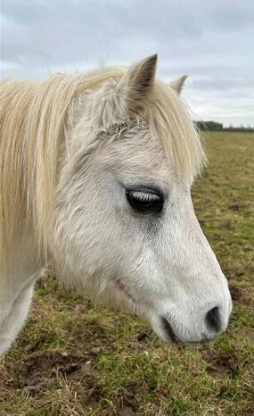 Rehome a horse | Meet Templedruid Felicia - World Horse Welfare