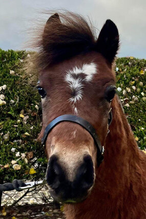 Headshot of Calderberry Sparke - white horse with head collar on