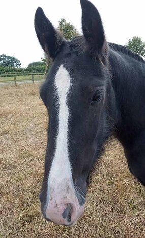 Headshot of Calderberry Sparke - white horse with head collar on