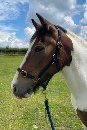 Headshot of Calderberry Sparke - white horse with head collar on