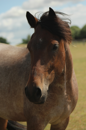 Headshot of Captain Tom