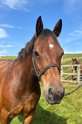 Headshot of Calderberry Sparke - white horse with head collar on