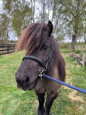Headshot of Littlewoodend Braveheart