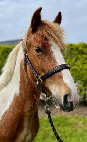 Headshot of Calderberry Sparke - white horse with head collar on