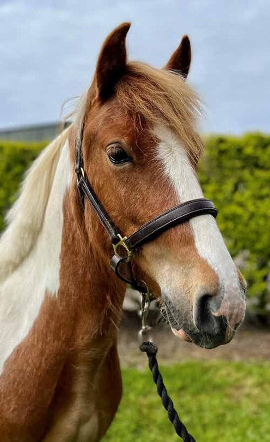 Headshot of Rodney