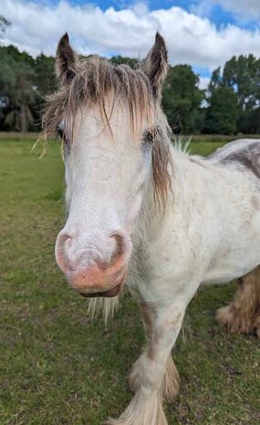 Headshot of Calderberry Sparke - white horse with head collar on