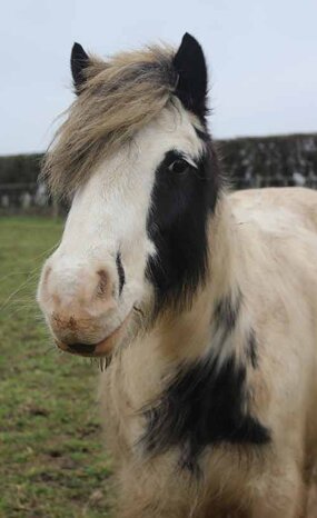 Headshot of Calderberry Sparke - white horse with head collar on