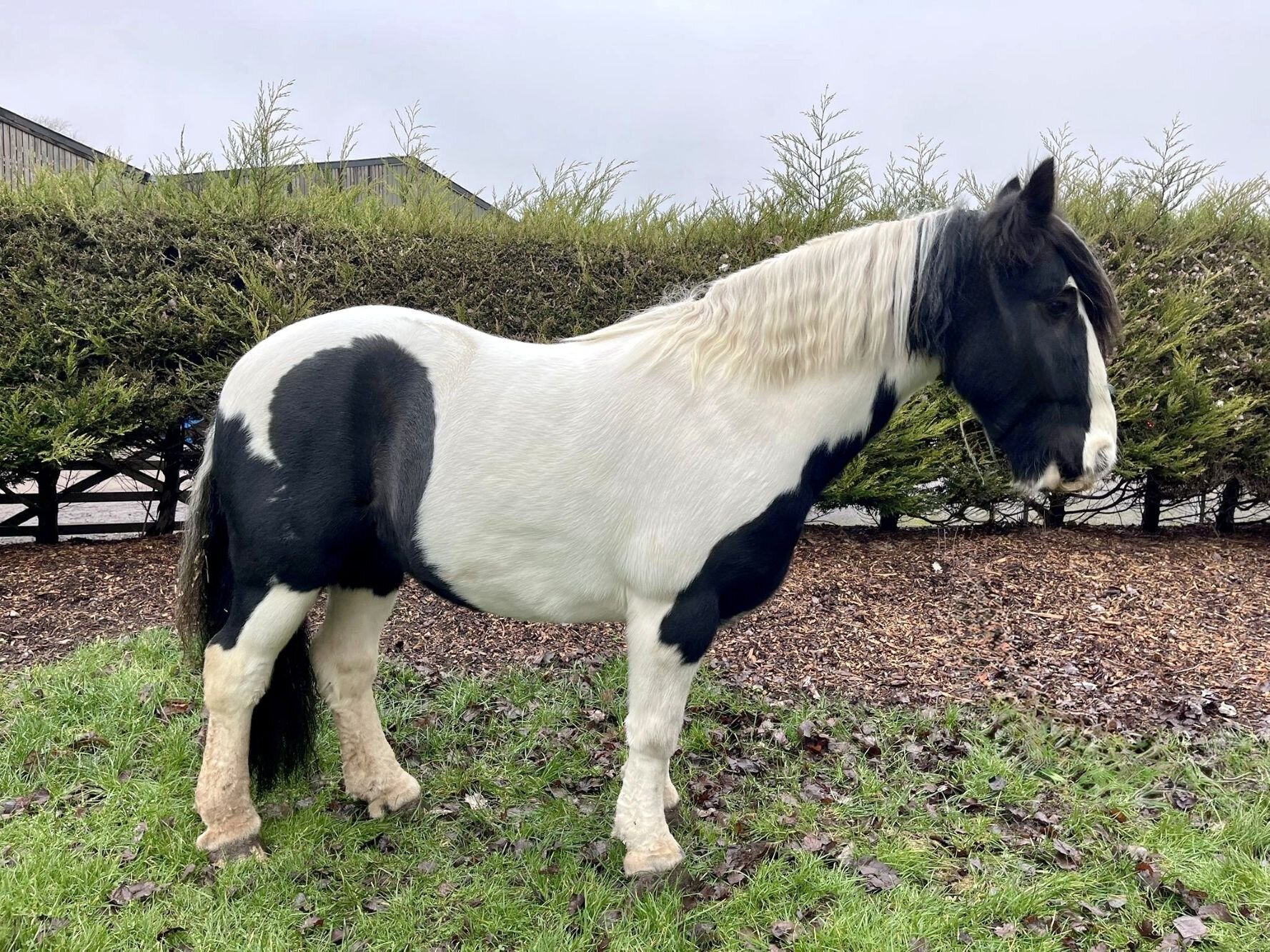 Additional image of Fraggle