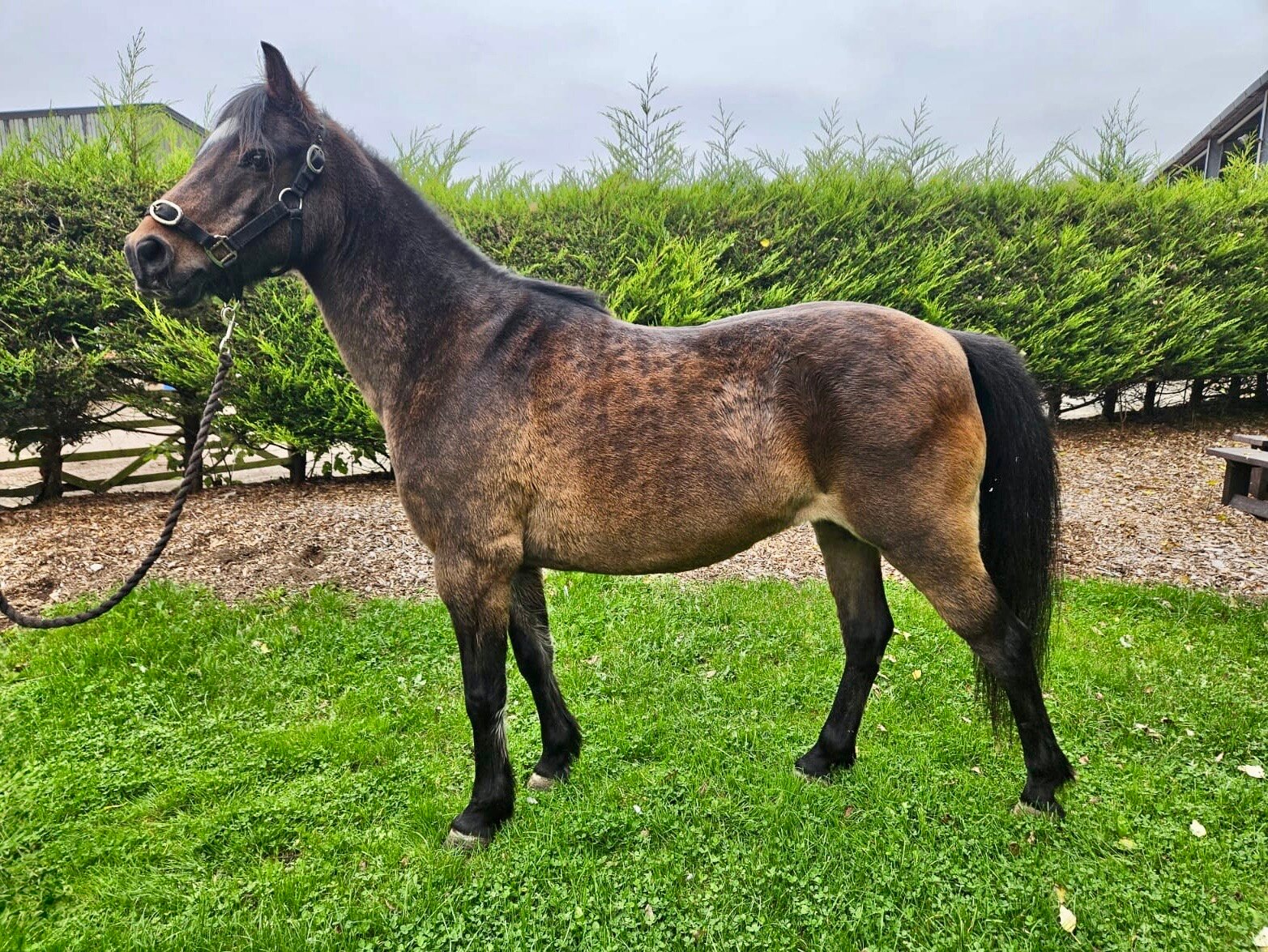 Additional image of Bronllwyn Pink Lace (Delia)