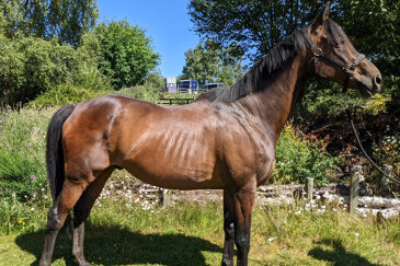 Innominate (William)