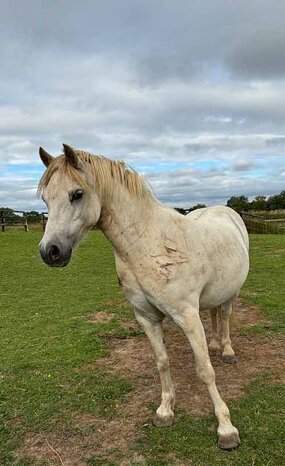 Headshot of Calderberry Sparke - white horse with head collar on