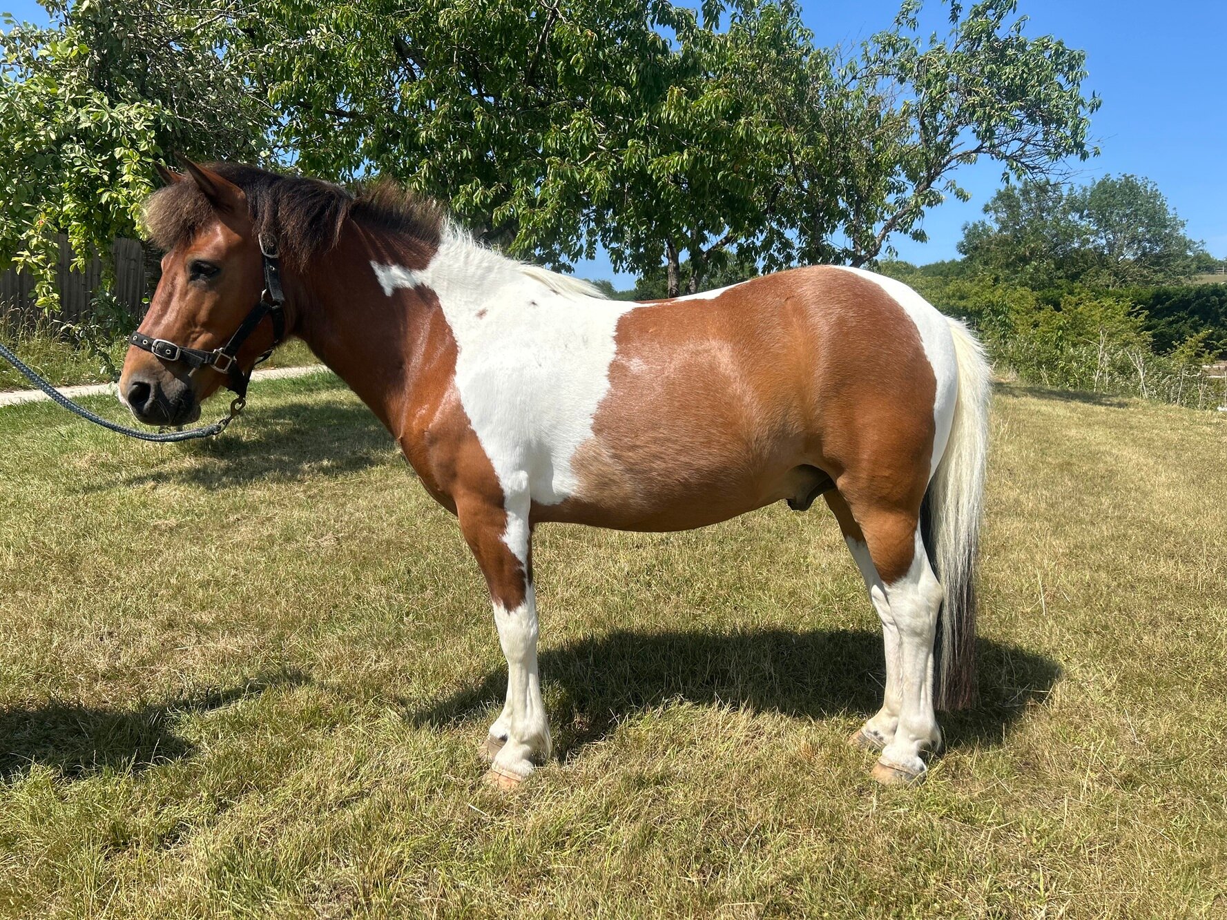 photo of Hope's Little Apache