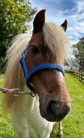 Headshot of Calderberry Sparke - white horse with head collar on