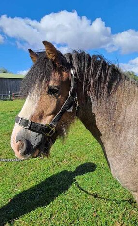 Headshot of Calderberry Sparke - white horse with head collar on