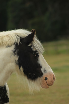 Headshot of Allegro