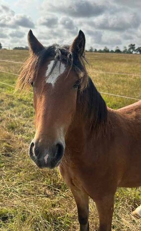 Headshot of Calderberry Sparke - white horse with head collar on