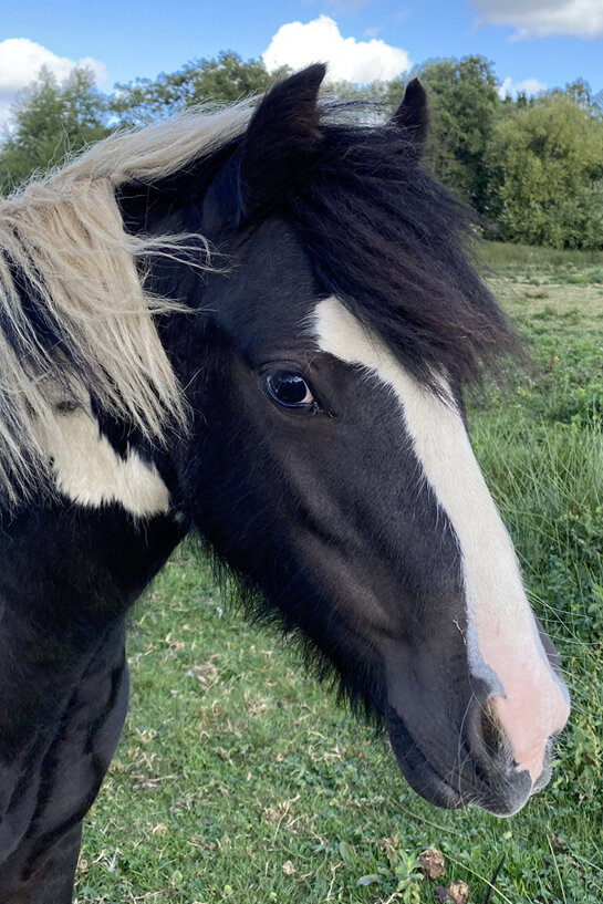 Headshot of Olaf