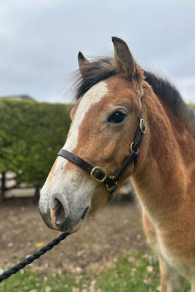 Headshot of Calderberry Sparke - white horse with head collar on