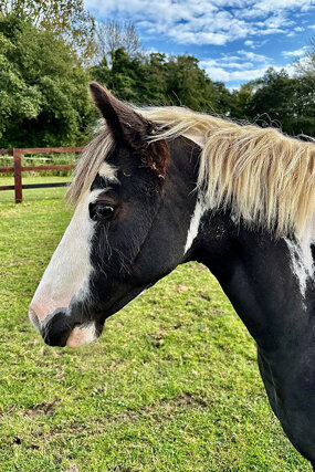 Headshot of Calderberry Sparke - white horse with head collar on