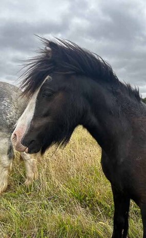 Headshot of Calderberry Sparke - white horse with head collar on