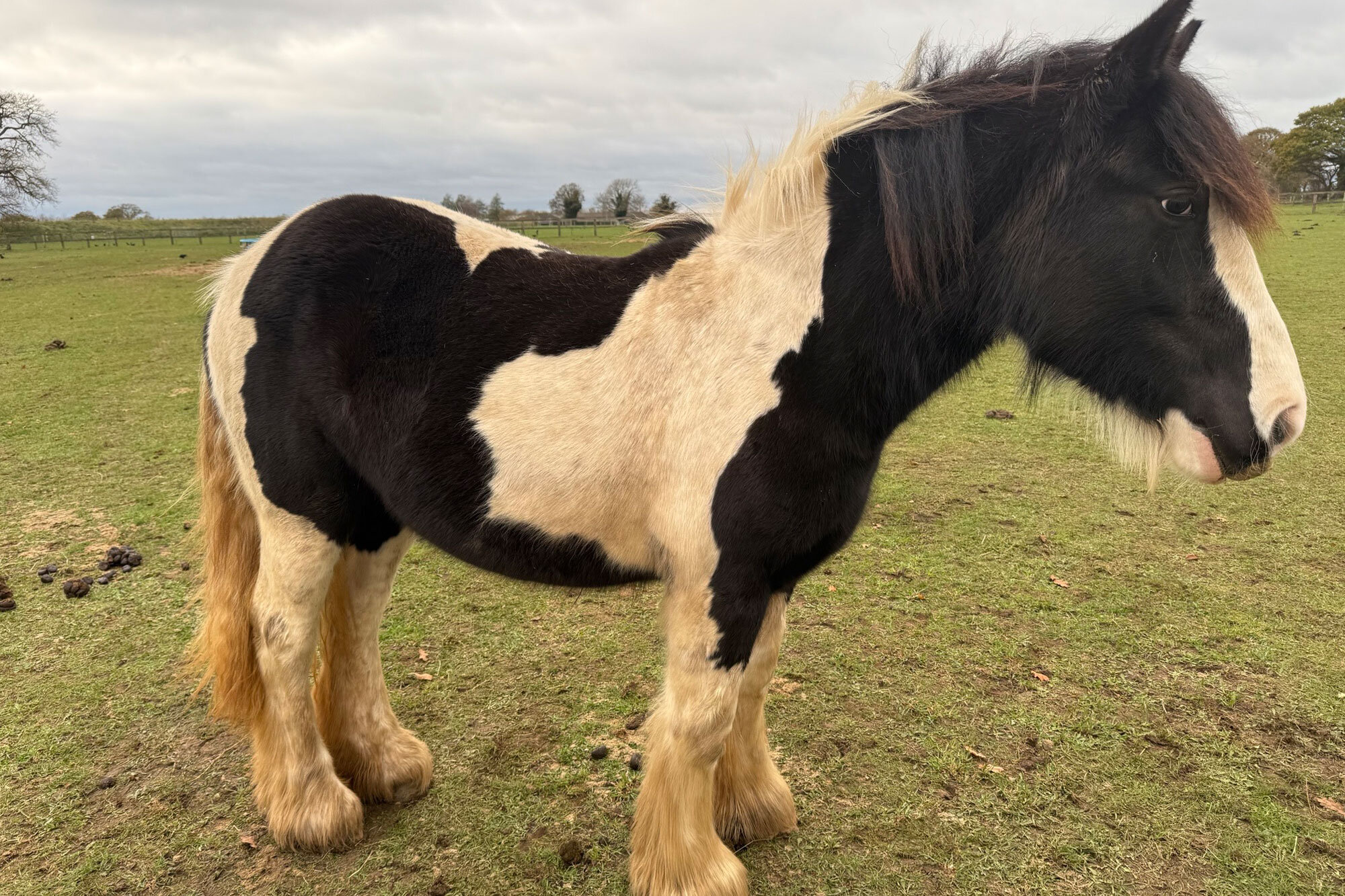 Additional image of Dappled Lady