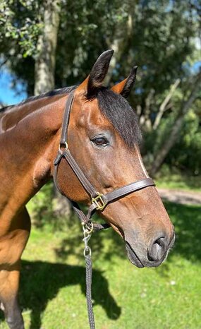 Headshot of Calderberry Sparke - white horse with head collar on