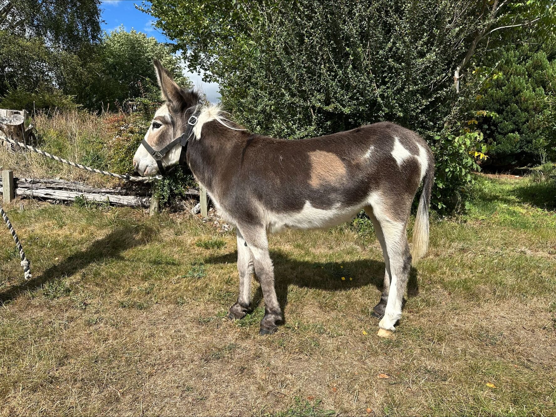 photo of Peanut